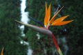 Bird of Paradise in hotel grounds
